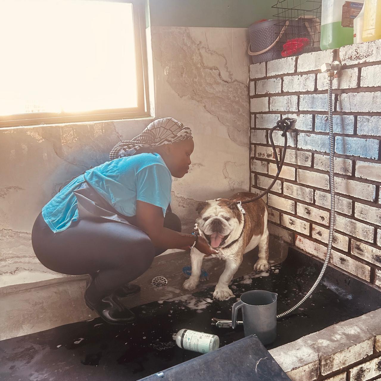 A Collar & Comb groomer washing a happy bulldog in the warm-water bathing stall