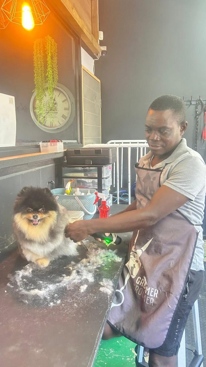 A groomer clipping a pomeranian on the table