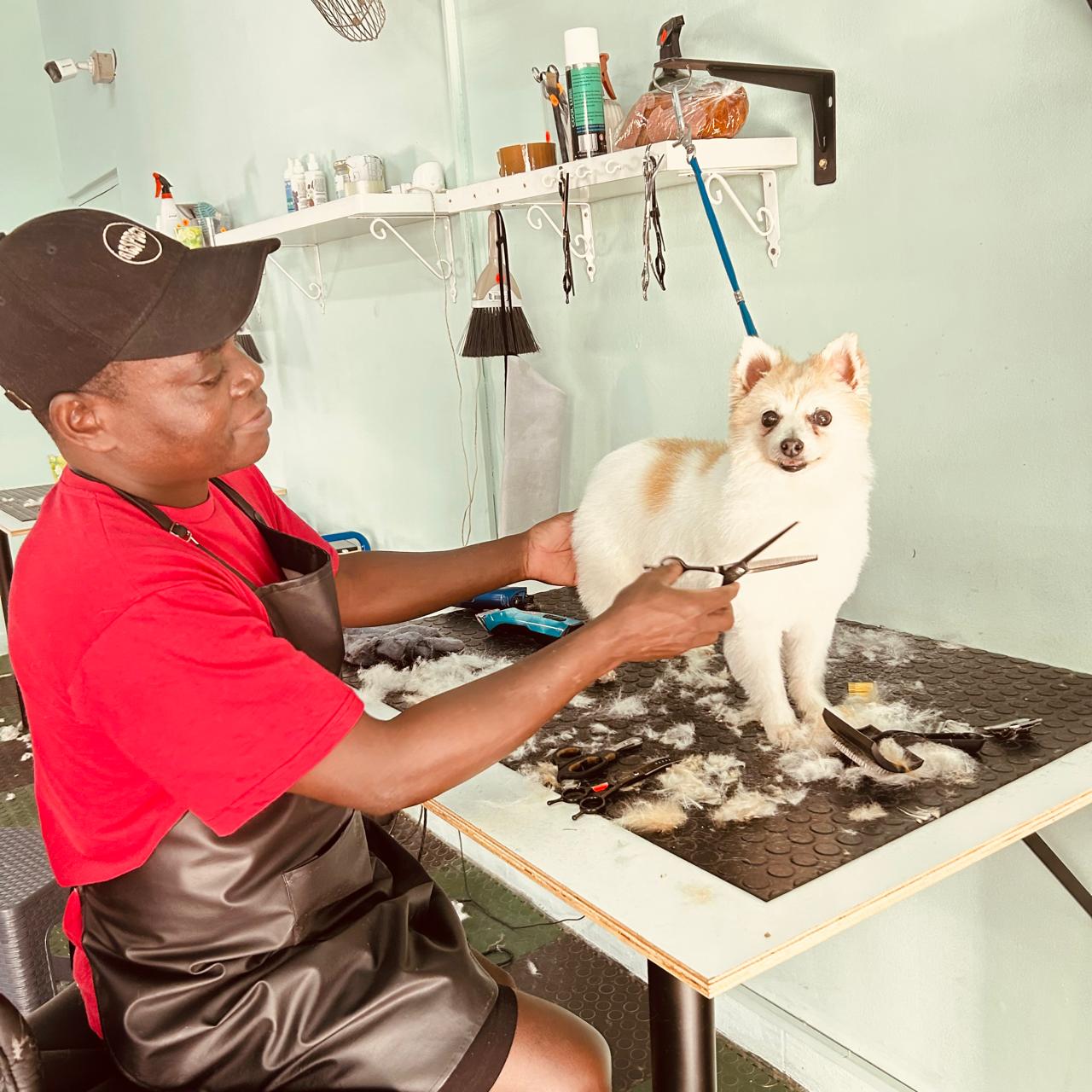 A groomer scissor-trimming a white pomeranian