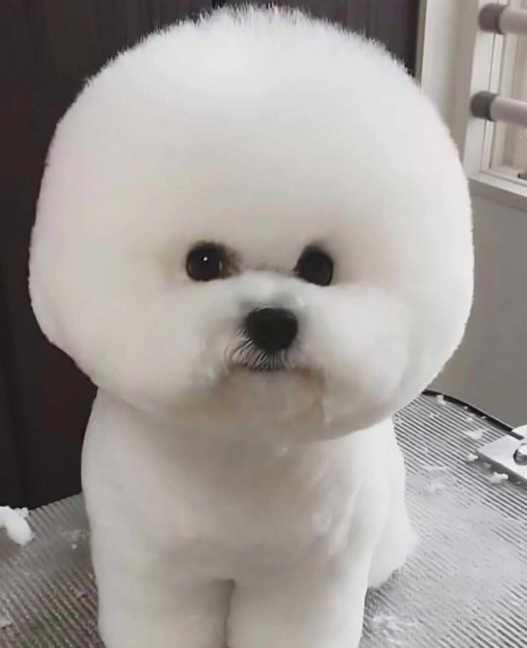 A perfectly round-groomed bichon frise