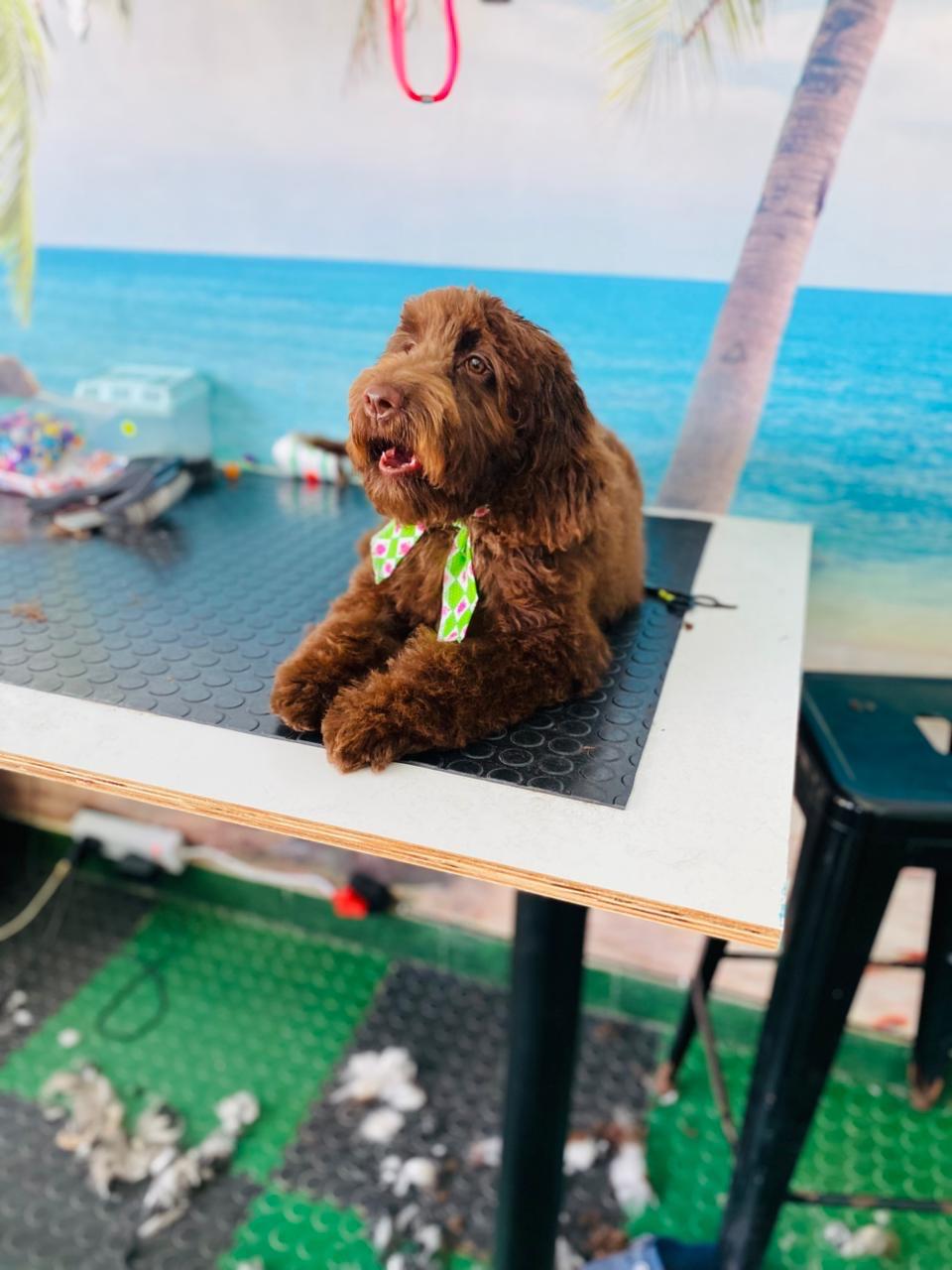 A freshly groomed labradoodle sitting on the grooming table