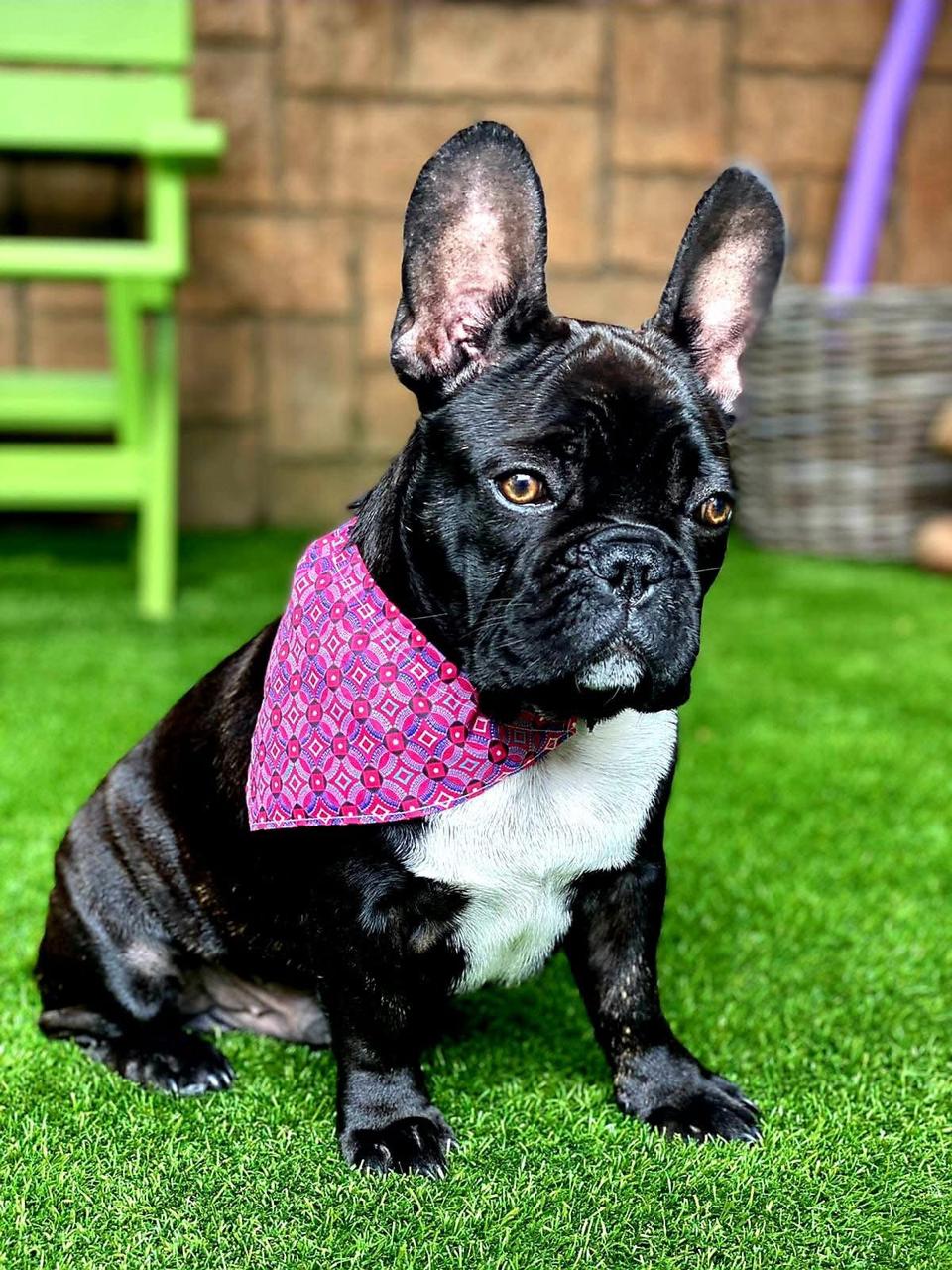 A groomed French bulldog wearing a bandana