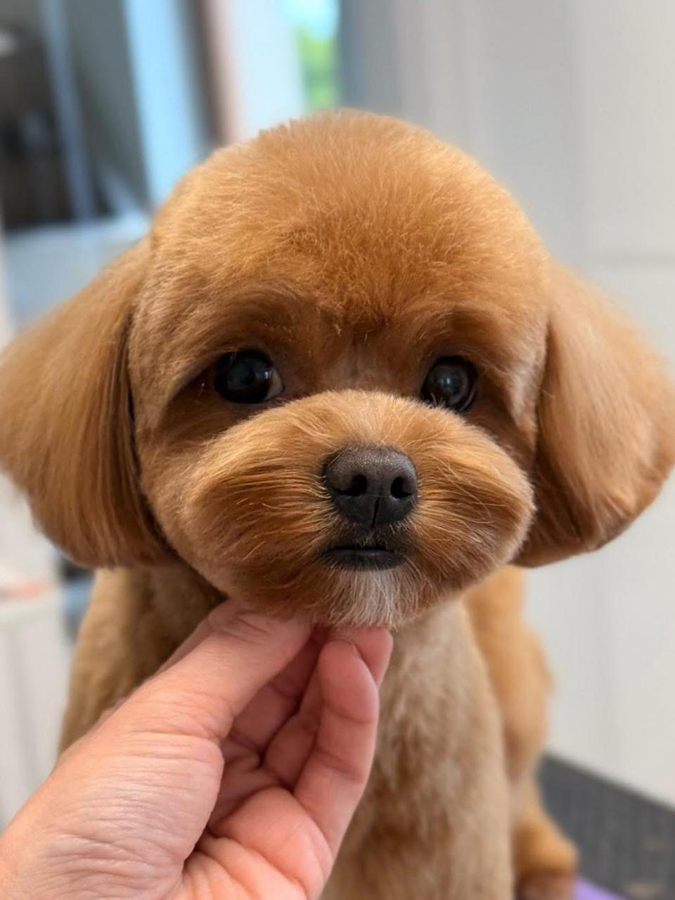Close-up of a freshly groomed poodle’s face