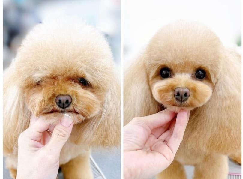 A freshly groomed toy poodle
