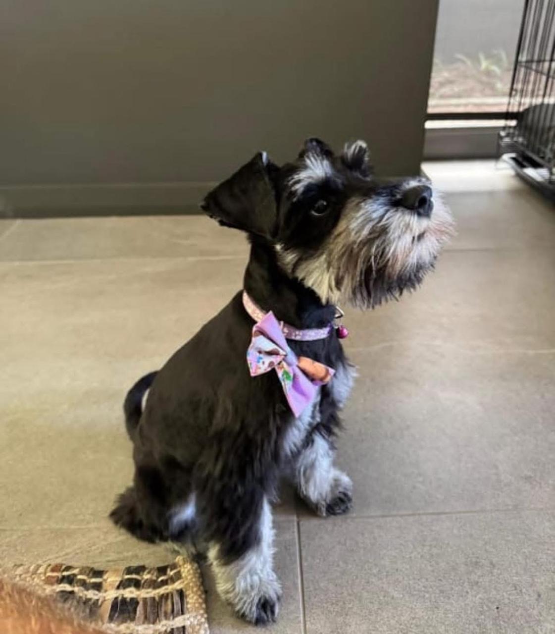 A groomed schnauzer wearing a bow