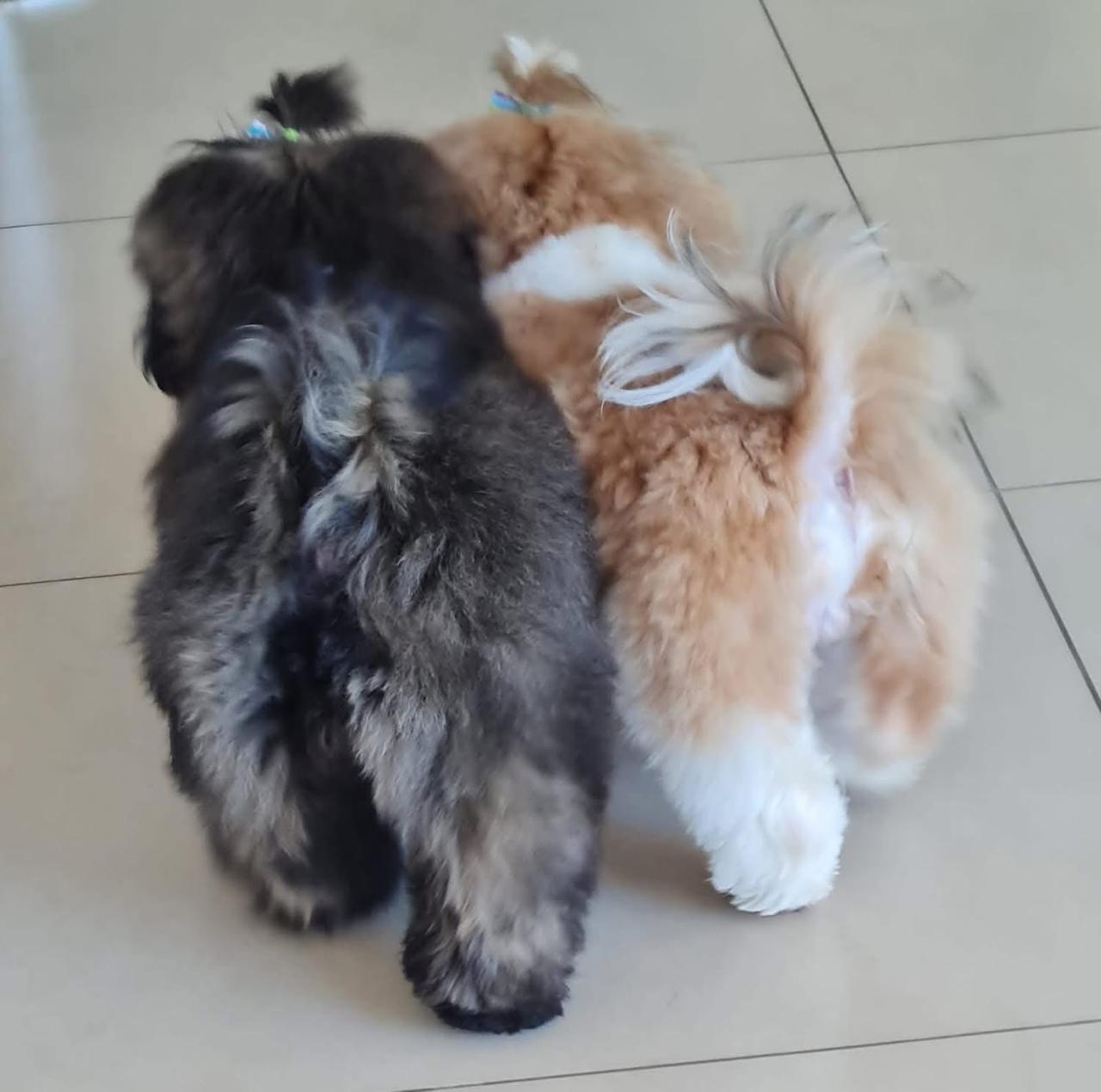 Two dogs with matching teddy-bear cuts