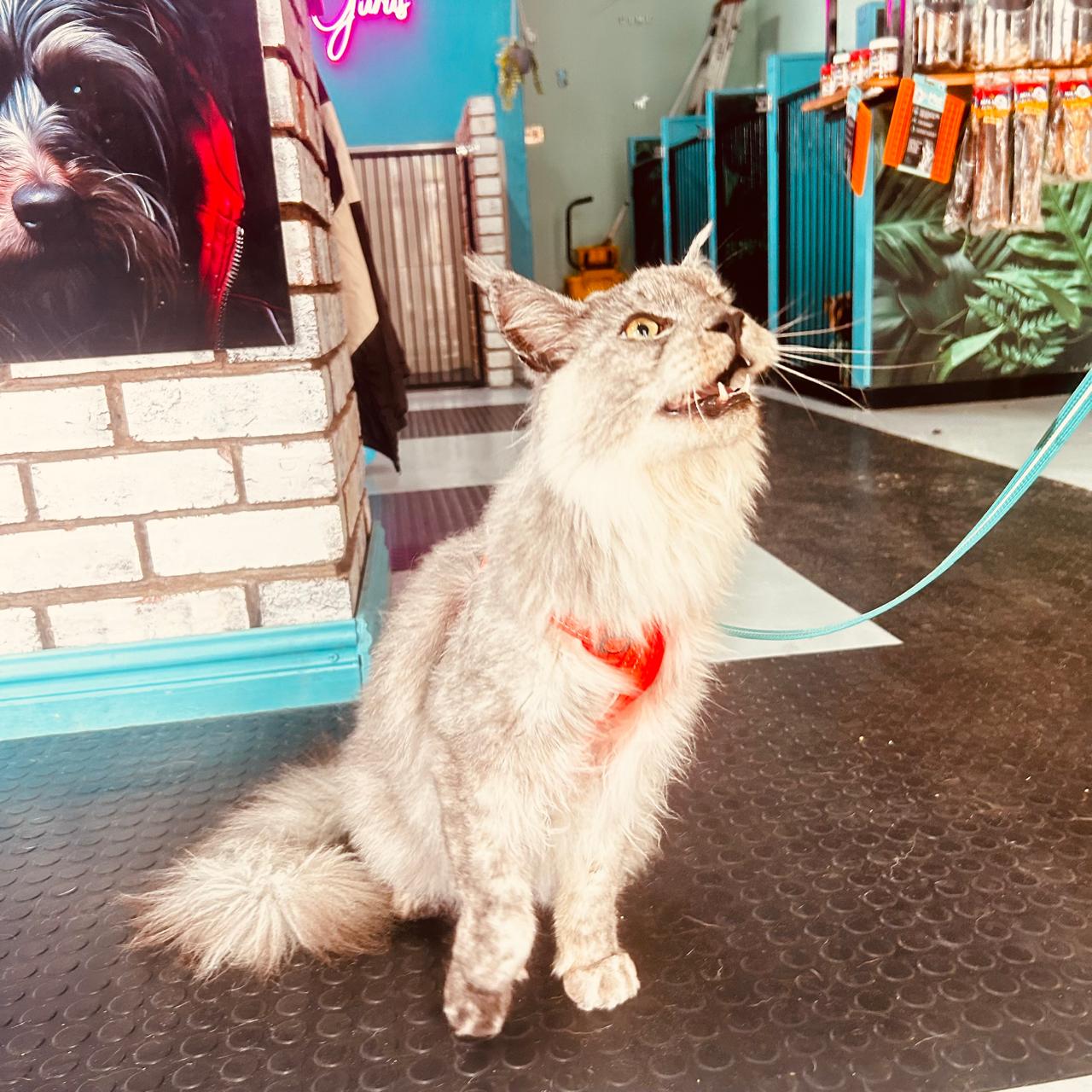 A cat at the daycare gate