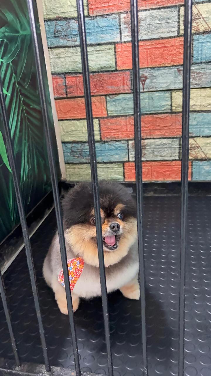 A pomeranian in the daycare pen