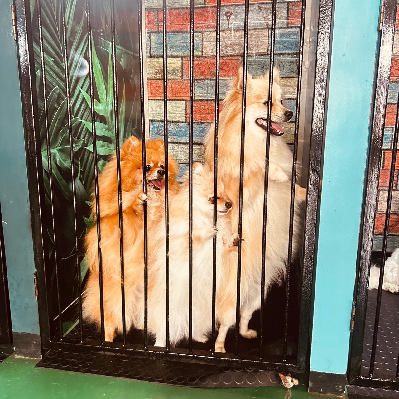 Three pomeranians in the daycare pen