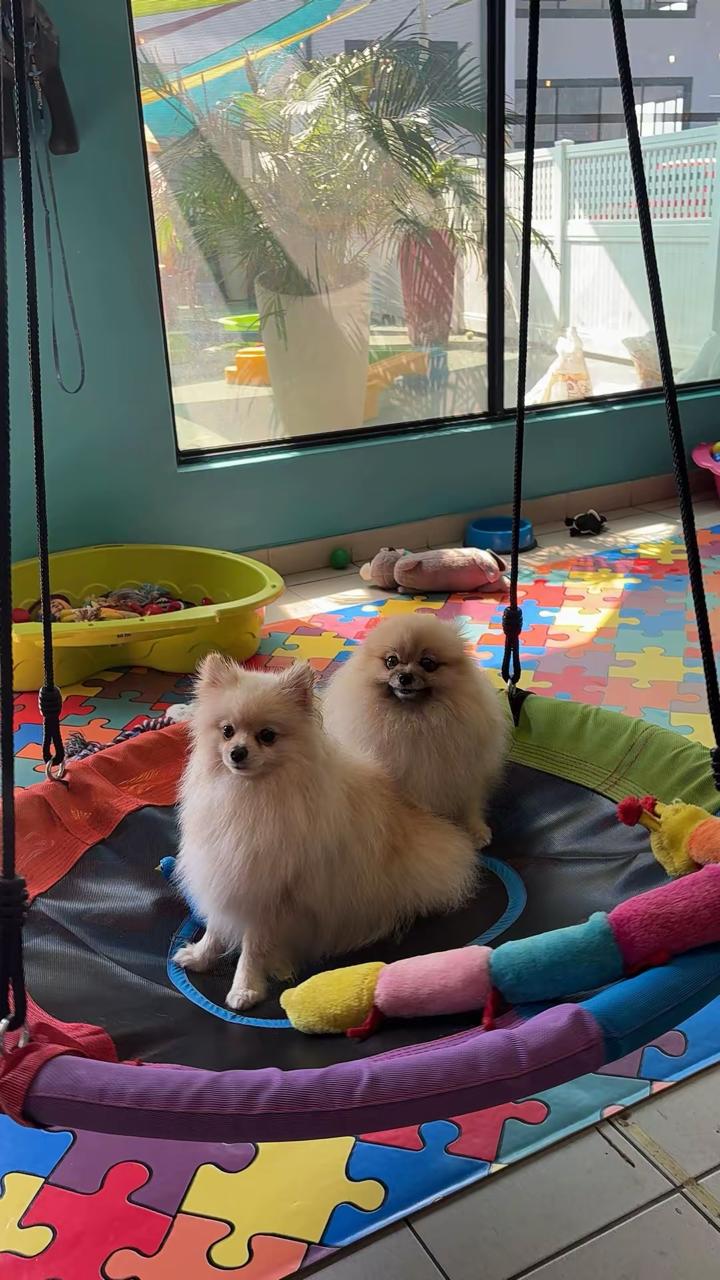 Two pomeranians playing in the daycare area