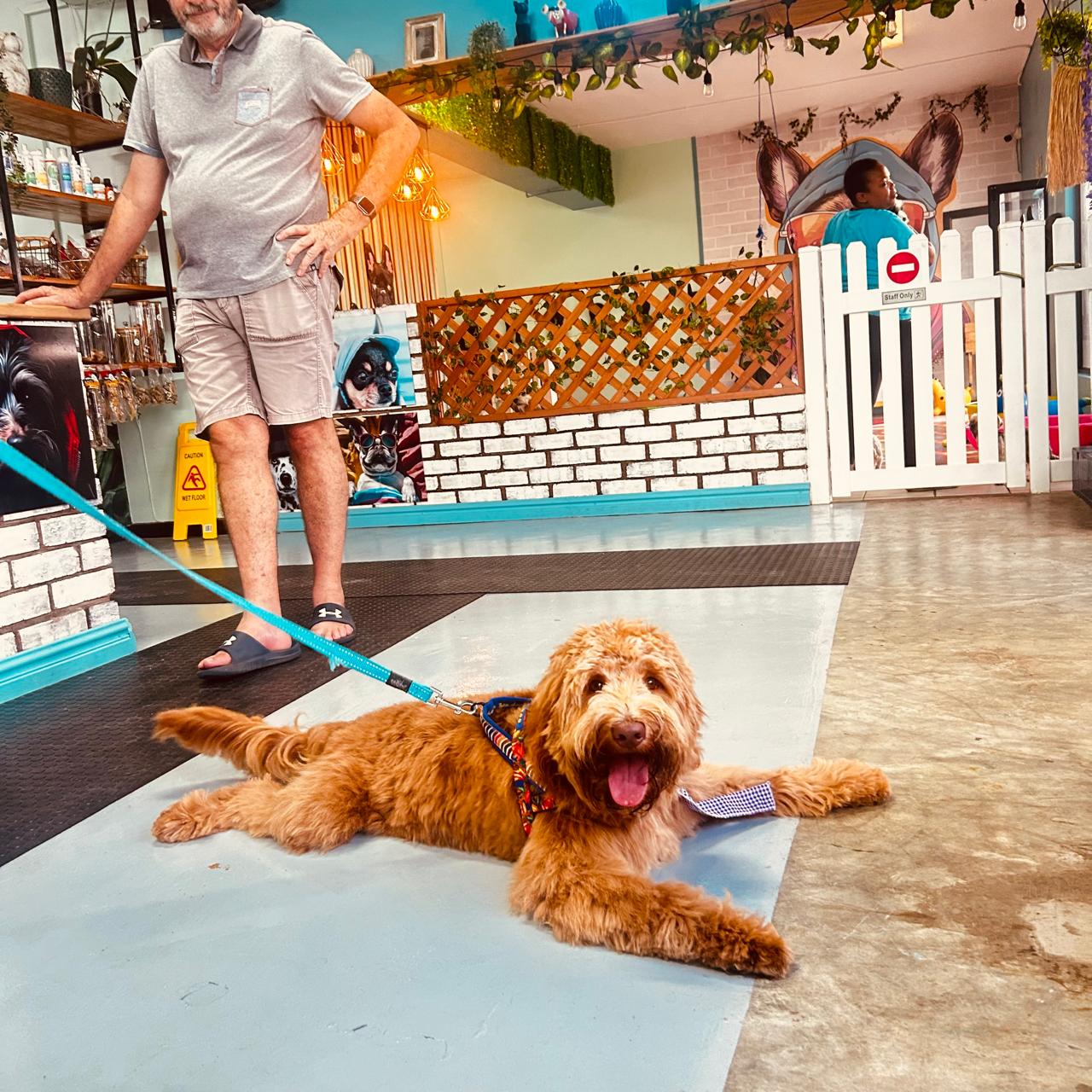 A happy doodle visiting Collar & Comb with their owner