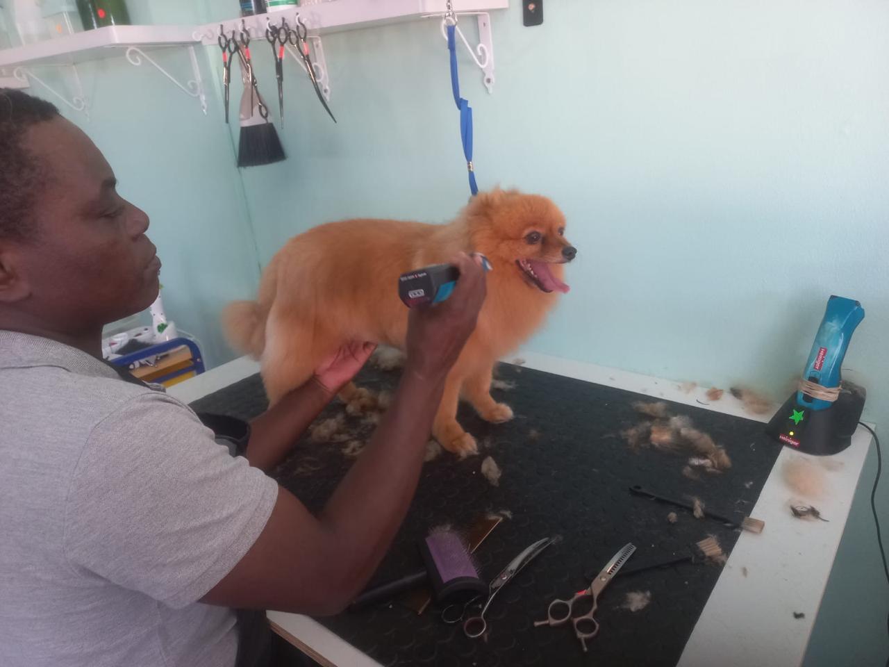 A Collar & Comb groomer trimming a fluffy dog’s coat