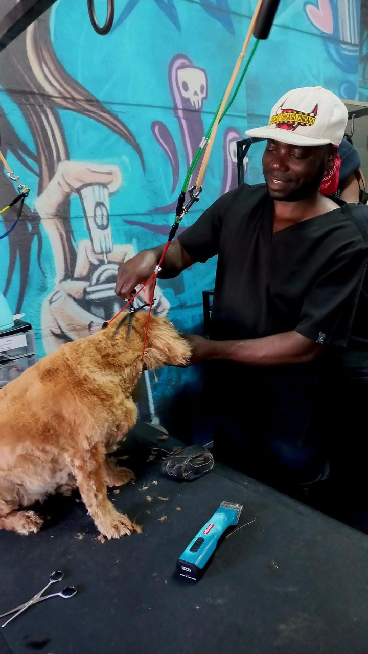 A groomer clipping a dog’s coat