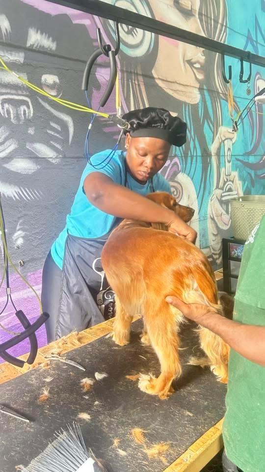 A groomer brushing out a golden retriever’s coat